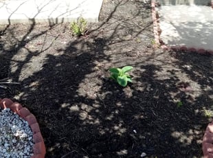 Landscaping by Bryan Huffman for Jessica K. in Leesburg, VA