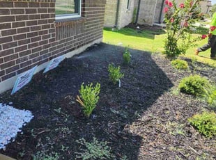 Landscaping by Bryant Infante Baez for Steven I. in Pflugerville, TX