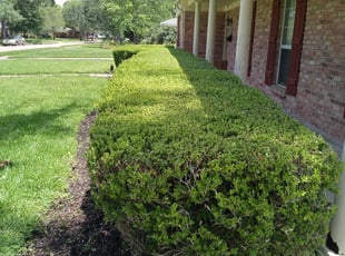 Bush Trimming by Rafael Gonzalez for Ann P. in Houston, TX