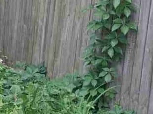 Bush Trimming by Mike Jose for Rebecca C. in Coraopolis, PA