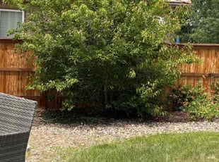 Bush Trimming by Mya Smialek for Monique J. in Littleton, CO