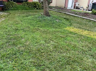 Miles C.'s Lawn Maintenance service result