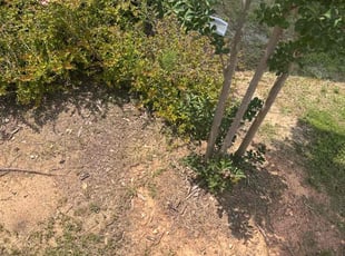 Weeding by Sierra Wells for Ulysses B. in Youngsville, NC