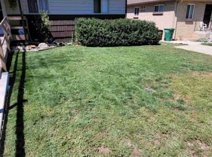 Bush Trimming by Junior Hernandez for Kenneth T. in Denver, CO