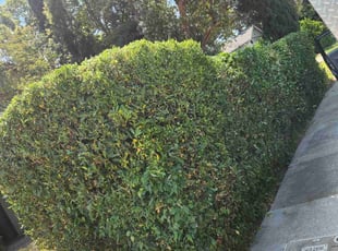 Bush Trimming by Juan Rodriguez for Mark W. in Sacramento, CA