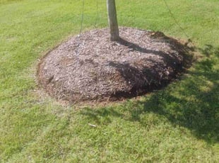 Cleanups by Brian Evans for Soyoun c. in Mansfield, TX