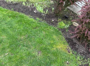 Cleanups by Ryan Cooper for Allison L. in Grand Rapids, MI