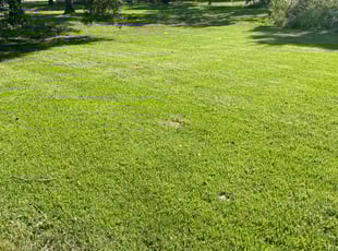 Michael L.'s Lawn Service service result