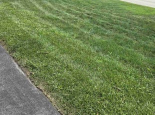 Monique F.'s Yard Cutting service result