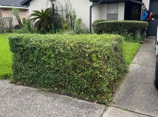 Bush Trimming by Nicole Ross for Celene M. in Deer Park, TX