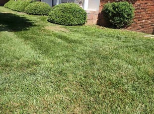 Bush Trimming by Brett Cameron for Vera M. in Richmond, VA
