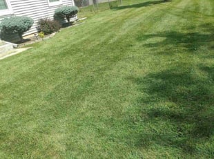 Trisha M.'s Lawn Mowing service result