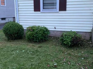 Bush Trimming by Johnny Canales for Patty O. in New Britain, CT