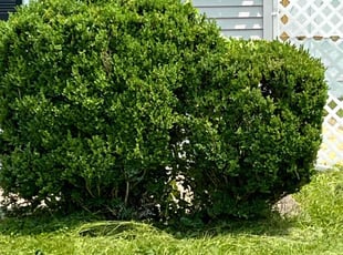 Bush Trimming by Curtis Johnson for Tyler K. in Bethel, OH