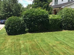 Bush Trimming by Shirley DORSEY for Richard C. in Atlanta, GA