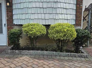 Bush Trimming by Efrain Colon for Pamela S. in Staten Island, NY