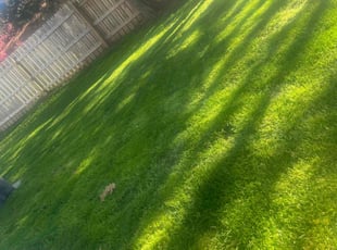Adam B.'s Lawn Maintenance service result