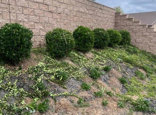 Bush Trimming by JaMarcus Wade for Troy D. in Winchester, CA