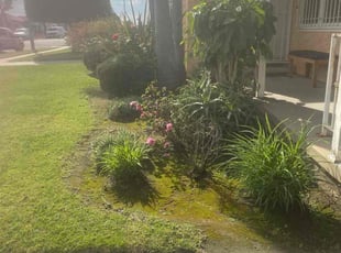 Bush Trimming by William Mendoza for Marilyn W. in Inglewood, CA
