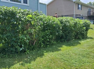 Bush Trimming by Tina Tactikos for Ralph B. in Davenport, IA