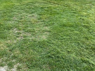 Bush Trimming by Eugenio Pérez for Samantha M. in Aurora, CO