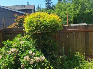 Bush Trimming by Robert Martin for Leeia S. in Everett, WA