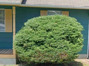 Bush Trimming by Cynthia Abdul-Rahmaan for Judith R. in Douglasville, GA