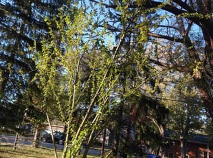 Bush Trimming by Mark Wiechec for Helen H. in West Seneca, NY