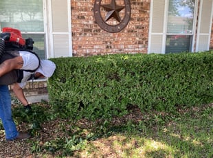 Bush Trimming by Carlos Medina for Jessica R. in Allen, TX