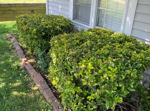 Bush Trimming by Sam Raniolo for Joel V. in Indian Trail, NC