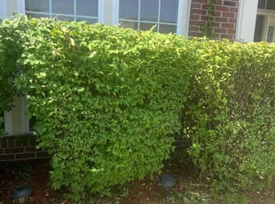 Bush Trimming by Gilbert Osorio for Teesha P. in Woodbridge, VA