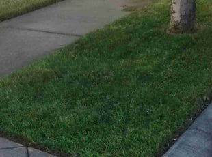 Collin E.'s Lawn Service service result
