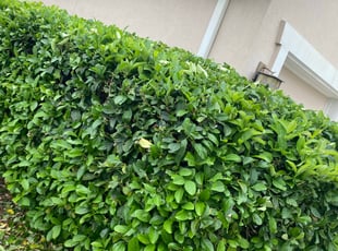 Bush Trimming by Shaun Waters for Deacon E. in Jacksonville, FL
