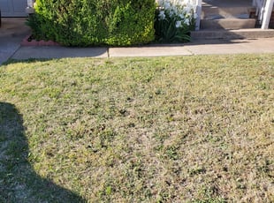 Bush Trimming by Migual Potts for Lauren O. in The Village, OK