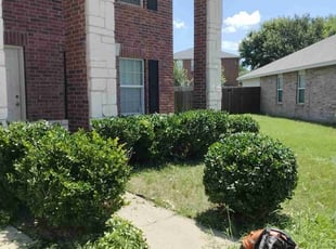 Bush Trimming by Fernando Gutierrez for Swankemeya B. in Justin, TX