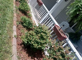 Weeding by Korey McCoy for Ivette F. in Cartersville, GA