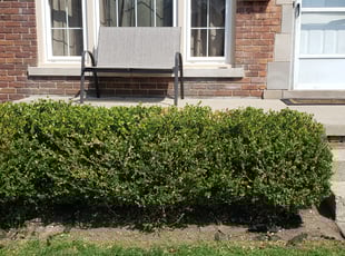 Bush Trimming by Harold Jordan for Brooke C. in Roseville, MI
