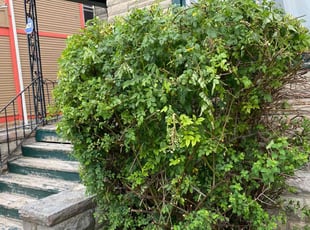 Bush Trimming by Nicholas Smith for Saundra C. in Buffalo, NY