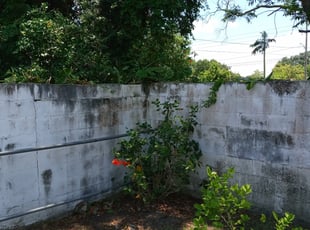 Bush Trimming by Marvel Carmichael for Mary J. in Orlando, FL