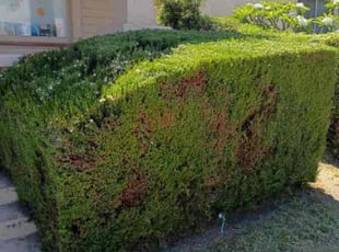 Bush Trimming by Fernando Gomez Rodriguez for Monique A. in Los Angeles, CA