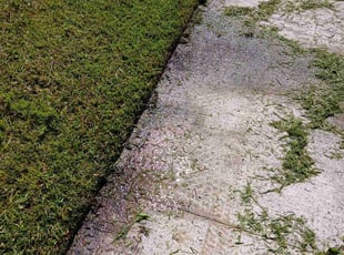 Norma C.'s Yard Cutting service result