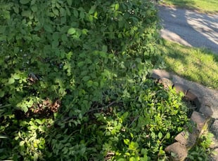 Bush Trimming by Yobani Benitez for Johnny M. in Pasadena, MD