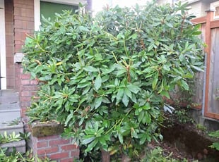 Bush Trimming by Krista Ainsworth for Meghan E. in Seattle, WA