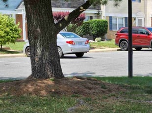 Bush Trimming by Mark Burke for Oscar G. in Manassas, VA