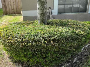 Bush Trimming by Efrain Marrero for Fred L. in Lutz, FL