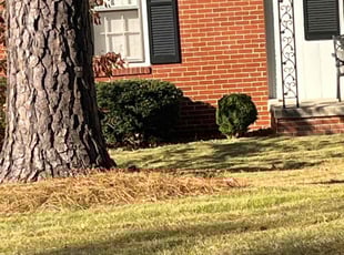 Bush Trimming by Kunique Billups for Laura H. in Richmond, VA