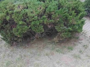 Bush Trimming by Wayne Mead for Jatin A. in Colorado Springs, CO