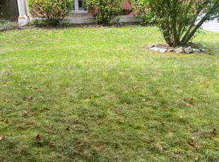 Bush Trimming by Davon Lightfoot for Marshall N. in Richmond, VA