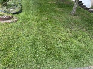 Robert W.'s Lawn Mowing Service service result