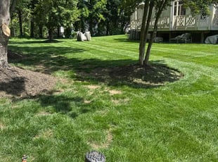 Michelle A.'s Lawn Mowing service result